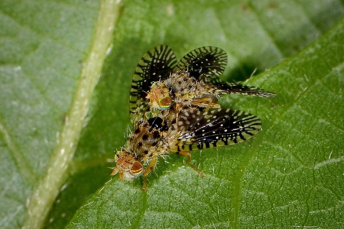 Tephritidae?  S, Noeeta cfr. pupillata